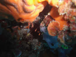 underwater delights diving